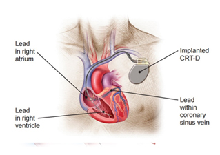 physiology stuides